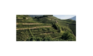 Immagine Le principali zone di produzione degli spumanti rifermentati in bottiglia