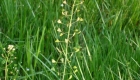 Capsella bursa-pastoris (pianta)