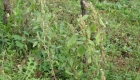 Amaranthus retroflexus (pianta)