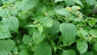 Galinsoga parviflora (pianta)