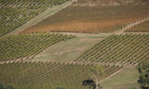 Immagine L'annata viticola 2018
