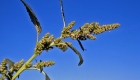 Amaranthus retrofrexus (particolare)