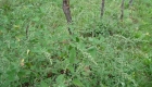 Chenopodium album (pianta)