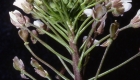 Capsella bursa-pastoris (particolare)