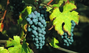 Immagine Effetti della fermentazione malolattica sul colore di un vino da uve nebbiolo